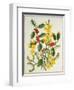 Holly, Winter Jasmine, Heath and Mistletoe-Ursula Hodgson-Framed Giclee Print