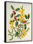 Holly, Winter Jasmine, Heath and Mistletoe-Ursula Hodgson-Framed Stretched Canvas