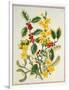 Holly, Winter Jasmine, Heath and Mistletoe-Ursula Hodgson-Framed Giclee Print