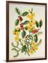 Holly, Winter Jasmine, Heath and Mistletoe-Ursula Hodgson-Framed Giclee Print