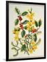 Holly, Winter Jasmine, Heath and Mistletoe-Ursula Hodgson-Framed Giclee Print