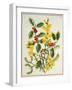 Holly, Winter Jasmine, Heath and Mistletoe-Ursula Hodgson-Framed Giclee Print