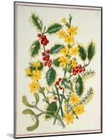 Holly, Winter Jasmine, Heath and Mistletoe-Ursula Hodgson-Mounted Giclee Print