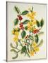 Holly, Winter Jasmine, Heath and Mistletoe-Ursula Hodgson-Stretched Canvas