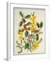 Holly, Winter Jasmine, Heath and Mistletoe-Ursula Hodgson-Framed Giclee Print