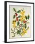 Holly, Winter Jasmine, Heath and Mistletoe-Ursula Hodgson-Framed Giclee Print