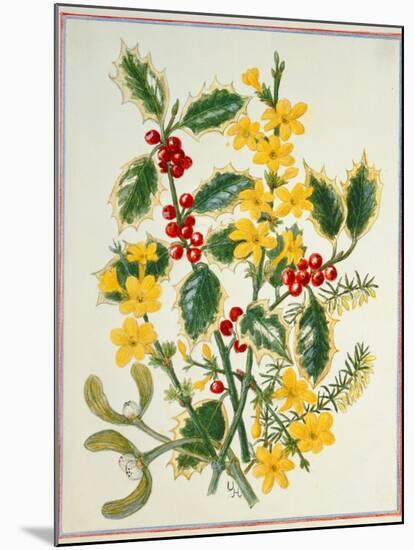 Holly, Winter Jasmine, Heath and Mistletoe-Ursula Hodgson-Mounted Giclee Print