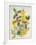 Holly, Winter Jasmine, Heath and Mistletoe-Ursula Hodgson-Framed Giclee Print