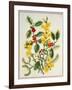 Holly, Winter Jasmine, Heath and Mistletoe-Ursula Hodgson-Framed Giclee Print