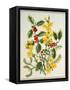 Holly, Winter Jasmine, Heath and Mistletoe-Ursula Hodgson-Framed Stretched Canvas