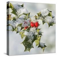 Holly with Frosted Berries-null-Stretched Canvas