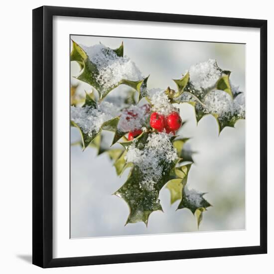 Holly with Frosted Berries-null-Framed Photographic Print