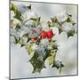 Holly with Frosted Berries-null-Mounted Photographic Print