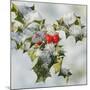 Holly with Frosted Berries-null-Mounted Photographic Print