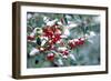 Holly-Dr^ Keith-Framed Photographic Print