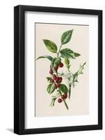 Holly-F. Edward Hulme-Framed Photographic Print