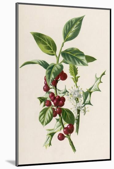 Holly-F. Edward Hulme-Mounted Photographic Print