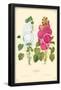 Hollyhock Flowers-null-Framed Poster