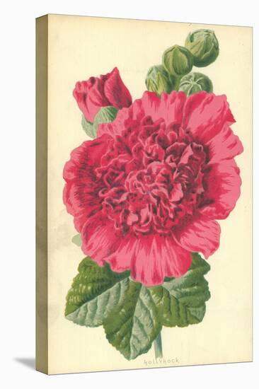 Hollyhock-Frederick Edward Hulme-Stretched Canvas