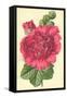 Hollyhock-Frederick Edward Hulme-Framed Stretched Canvas