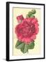 Hollyhock-Frederick Edward Hulme-Framed Giclee Print