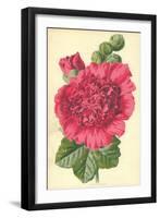 Hollyhock-Frederick Edward Hulme-Framed Giclee Print