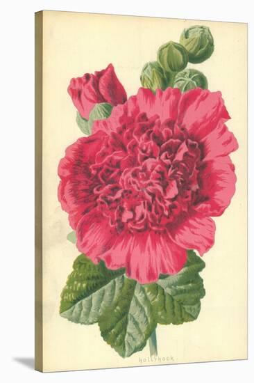 Hollyhock-Frederick Edward Hulme-Stretched Canvas