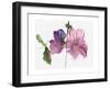 Hollyhocks, 1988-Claudia Hutchins-Puechavy-Framed Giclee Print