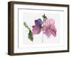 Hollyhocks, 1988-Claudia Hutchins-Puechavy-Framed Art Print