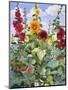 Hollyhocks and Sunflowers, 2005-Christopher Ryland-Mounted Premium Giclee Print