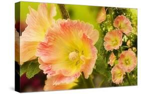 Hollyhocks Collage-Trudy Wilkerson-Stretched Canvas