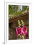 Hollyhocks flowers blooming in Provence region of Southern France.-Michele Niles-Framed Photographic Print