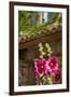 Hollyhocks flowers blooming in Provence region of Southern France.-Michele Niles-Framed Photographic Print