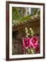 Hollyhocks flowers blooming in Provence region of Southern France.-Michele Niles-Framed Photographic Print