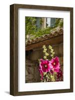 Hollyhocks flowers blooming in Provence region of Southern France.-Michele Niles-Framed Photographic Print