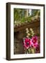 Hollyhocks flowers blooming in Provence region of Southern France.-Michele Niles-Framed Photographic Print
