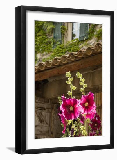 Hollyhocks flowers blooming in Provence region of Southern France.-Michele Niles-Framed Photographic Print