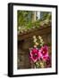 Hollyhocks flowers blooming in Provence region of Southern France.-Michele Niles-Framed Photographic Print