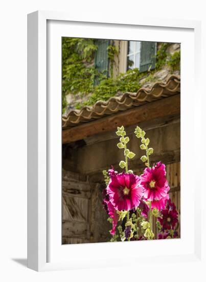 Hollyhocks flowers blooming in Provence region of Southern France.-Michele Niles-Framed Photographic Print