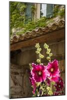 Hollyhocks flowers blooming in Provence region of Southern France.-Michele Niles-Mounted Photographic Print