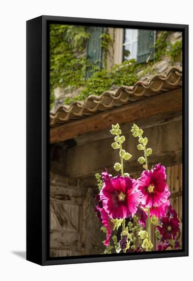 Hollyhocks flowers blooming in Provence region of Southern France.-Michele Niles-Framed Stretched Canvas