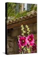 Hollyhocks flowers blooming in Provence region of Southern France.-Michele Niles-Stretched Canvas