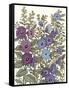 Hollyhocks in Bloom I-Tim O'toole-Framed Stretched Canvas