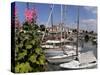 Hollyhocks on the Quayside, Ars-En-Re, Ile De Re, Charente Maritime, France, Europe-Peter Richardson-Stretched Canvas