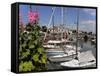 Hollyhocks on the Quayside, Ars-En-Re, Ile De Re, Charente Maritime, France, Europe-Peter Richardson-Framed Stretched Canvas