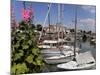 Hollyhocks on the Quayside, Ars-En-Re, Ile De Re, Charente Maritime, France, Europe-Peter Richardson-Mounted Photographic Print