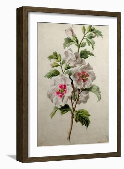 Hollyhocks-Gerard Van Spaendonck-Framed Giclee Print