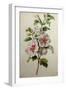 Hollyhocks-Gerard Van Spaendonck-Framed Giclee Print