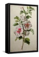 Hollyhocks-Gerard Van Spaendonck-Framed Stretched Canvas