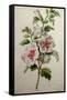 Hollyhocks-Gerard Van Spaendonck-Framed Stretched Canvas